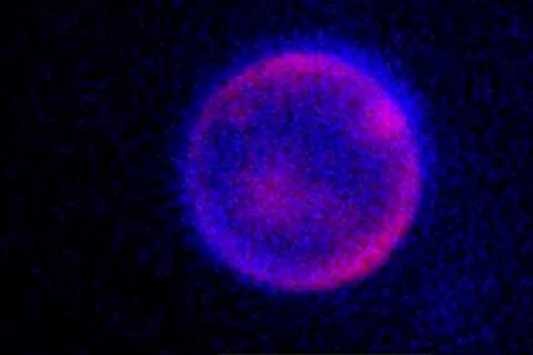 Científicos crean célula sintética viva