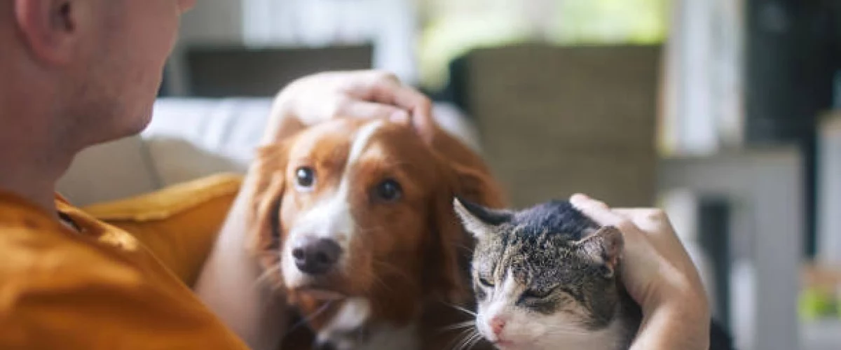 Costo de emergencia veterinaria en Colombia
