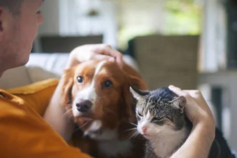 Costo de emergencia veterinaria en Colombia