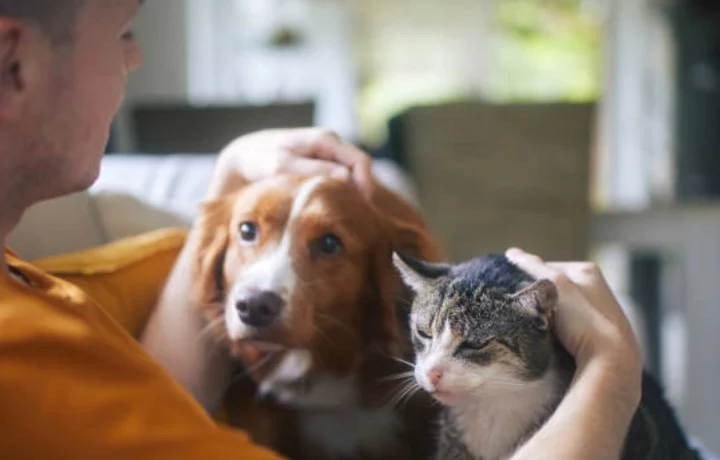 Costo de emergencia veterinaria en Colombia