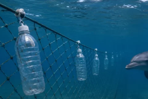Delfines se salvan con botellas recicladas