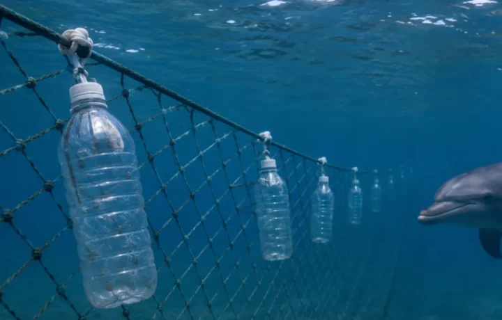 Delfines se salvan con botellas recicladas