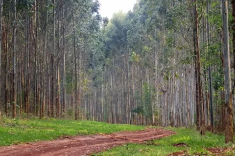 Denuncian perfilamiento en restitución de tierras