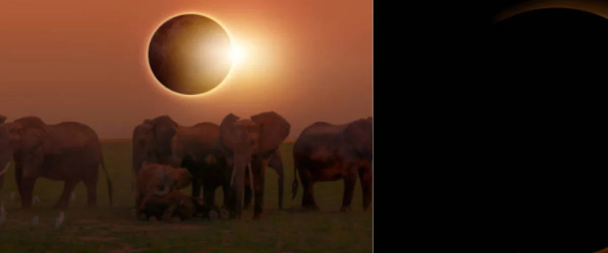 Eclipse Solar Altera Ciclos Animales