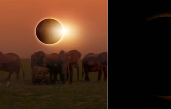 Eclipse Solar Altera Ciclos Animales