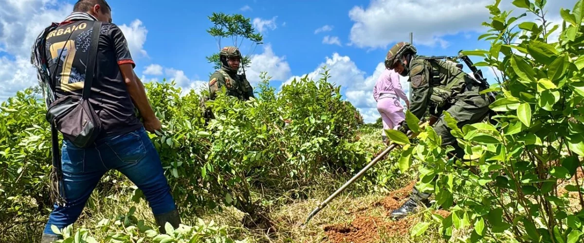 Glifosato en cultivos de coca genera polémica