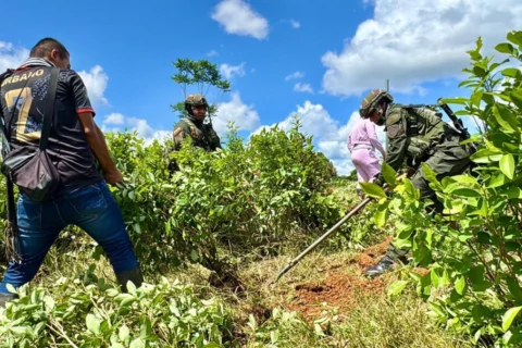 Glifosato en cultivos de coca genera polémica