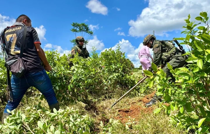 Glifosato en cultivos de coca genera polémica