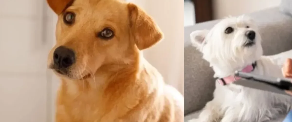 Mascotas en Japón versus Colombia