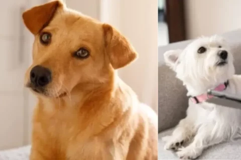 Mascotas en Japón versus Colombia