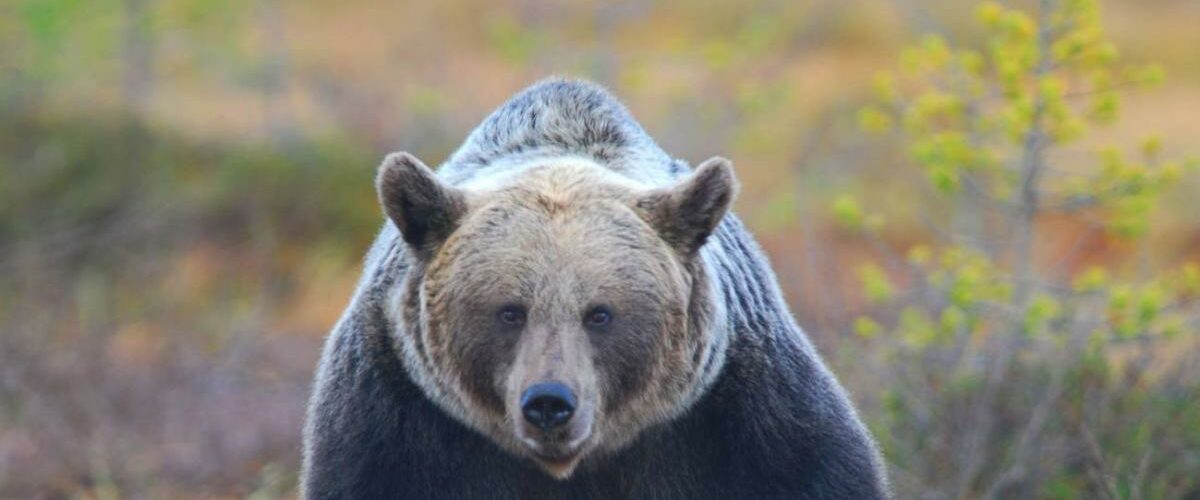 Oso colombiano simula tamaño para ahuyentar enemigos
