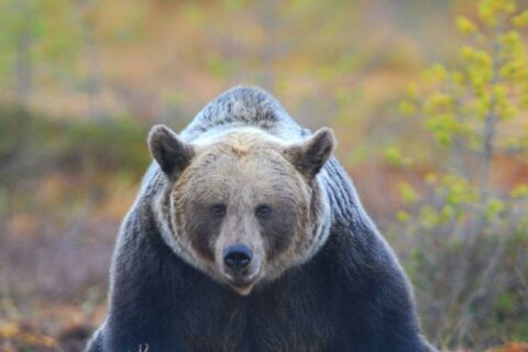 Oso colombiano simula tamaño para ahuyentar enemigos