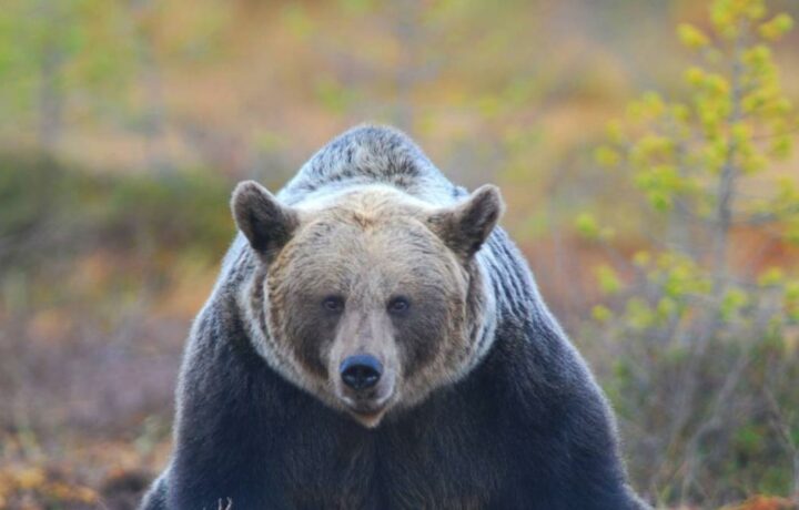 Oso colombiano simula tamaño para ahuyentar enemigos