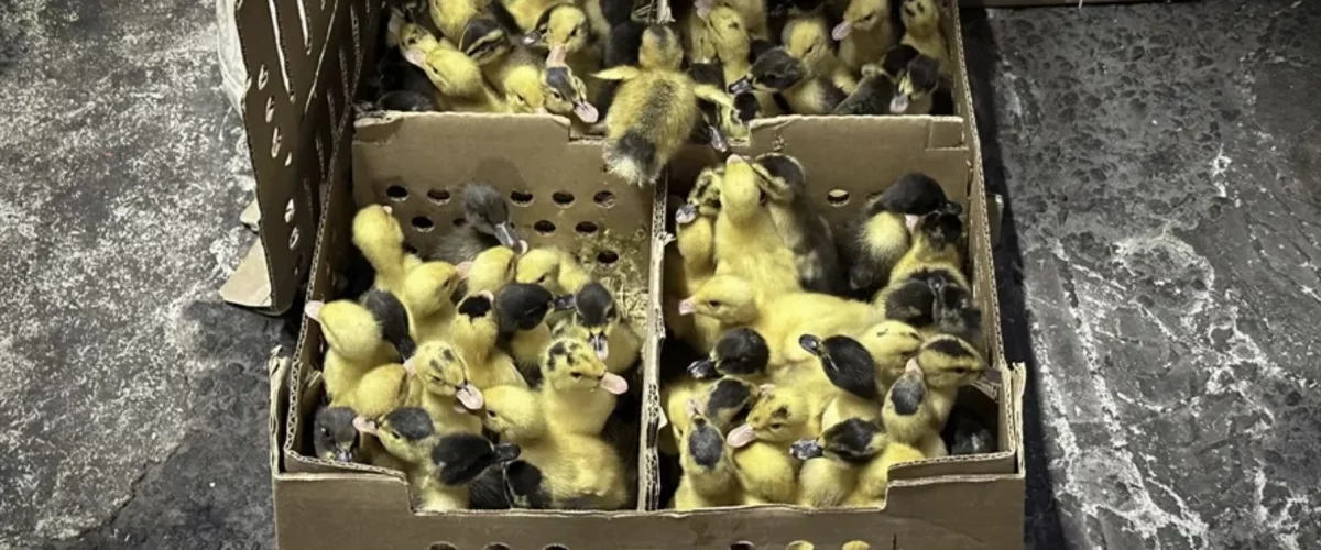 Pato Merlín causa furor en ventas