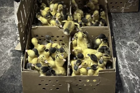 Pato Merlín causa furor en ventas