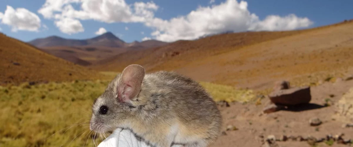 Ratón andino supera los 6 700 metros de altura