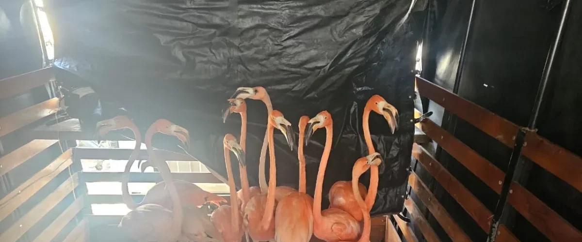 Red de tráfico de fauna silvestre desarticulada en Colombia