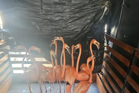 Red de tráfico de fauna silvestre desarticulada en Colombia