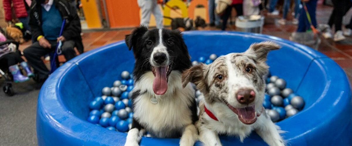 Cachorros generan depresión en dueños