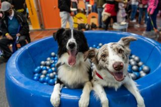 Cachorros generan depresión en dueños