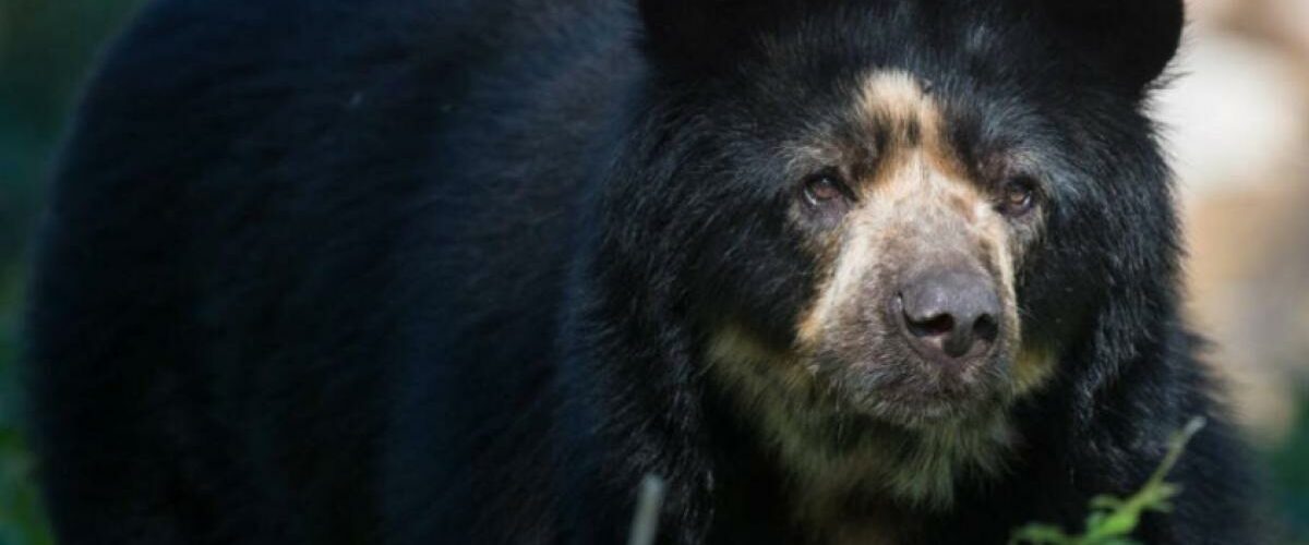 Oso de anteojos: héroe silencioso de los páramos