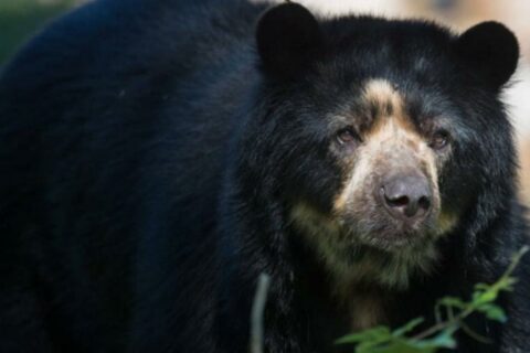 Oso de anteojos: héroe silencioso de los páramos