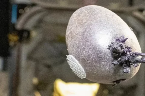 Foto de astronauta Don Pettit muestra papa cultivada en el espacio