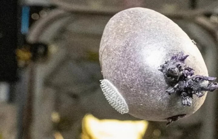 Foto de astronauta Don Pettit muestra papa cultivada en el espacio