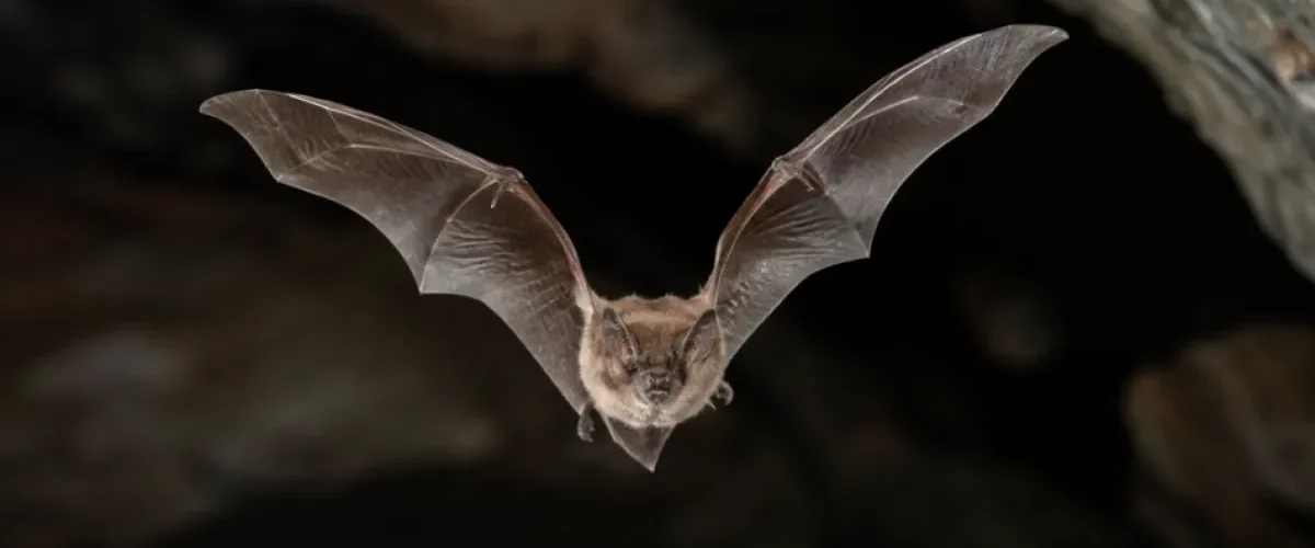 Genética de murciélagos podría ser clave contra el cáncer