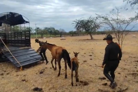 Rescatan a Golondrina y Llamarada tras incendios en Coyaima, Tolima