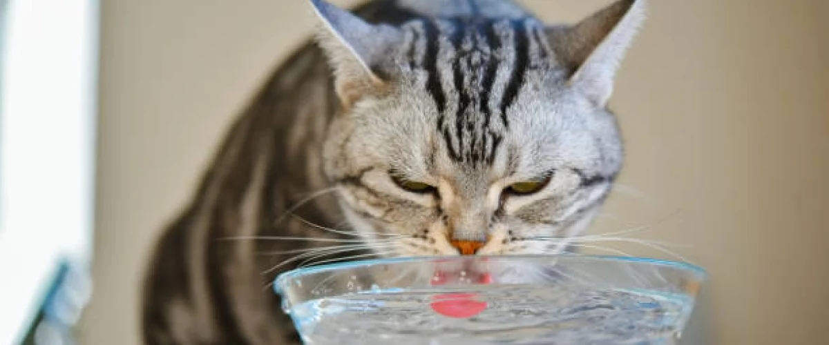 Veterinario recomienda cambiar agua de gatos cada día