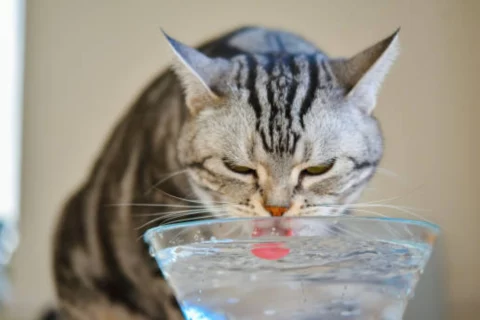 Veterinario recomienda cambiar agua de gatos cada día