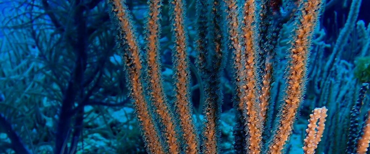 Científicos de Stanford recuperan corales blanqueados en siete semanas