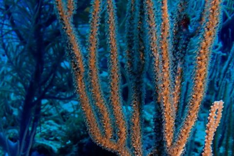 Científicos de Stanford recuperan corales blanqueados en siete semanas