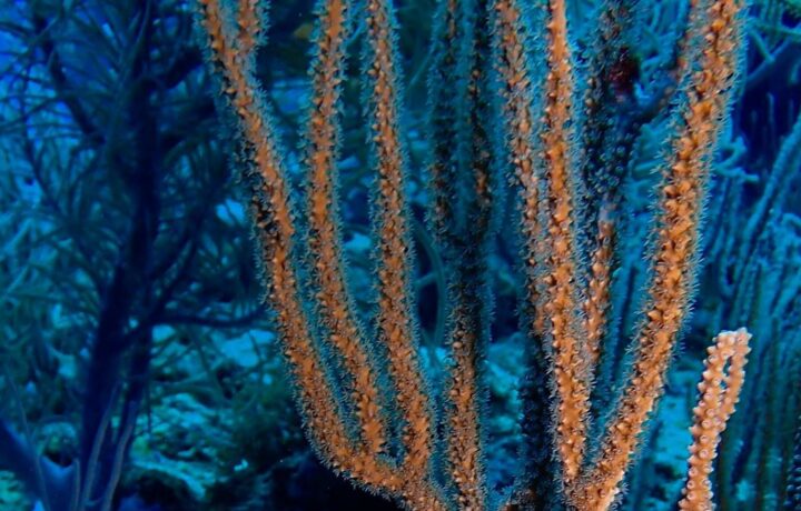 Científicos de Stanford recuperan corales blanqueados en siete semanas