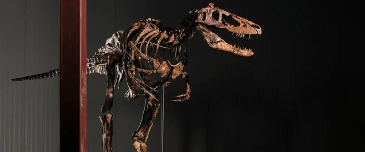 Esqueleto de dinosaurio Nanotyrannus se subasta por 47 millones