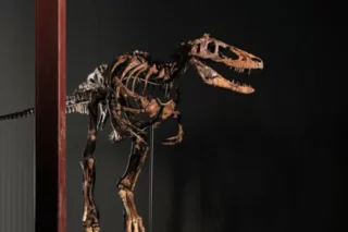 Esqueleto de dinosaurio Nanotyrannus se subasta por 47 millones