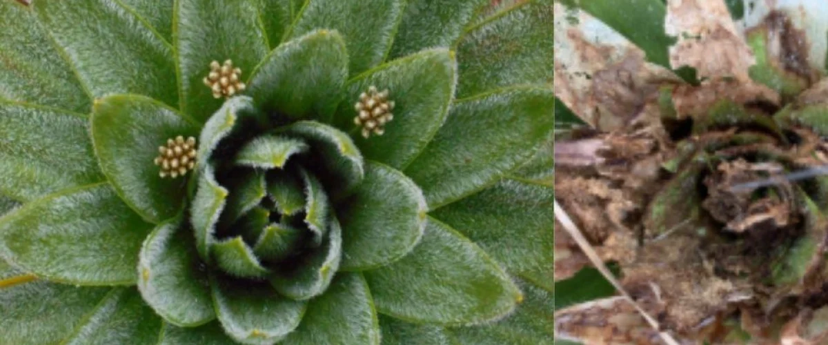 Plaga agrícola detectada en planta endémica del páramo de Matarredonda