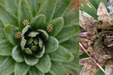 Plaga agrícola detectada en planta endémica del páramo de Matarredonda